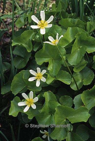 caltha leptosepala 2 graphic